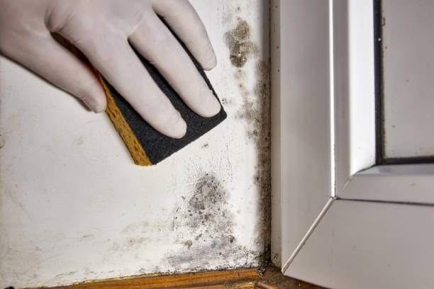 Best Post-Construction Mold Inspection  in Manteno, IL