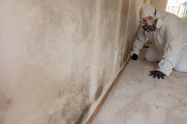 Mold Odor Removal Services in Manteno, IL